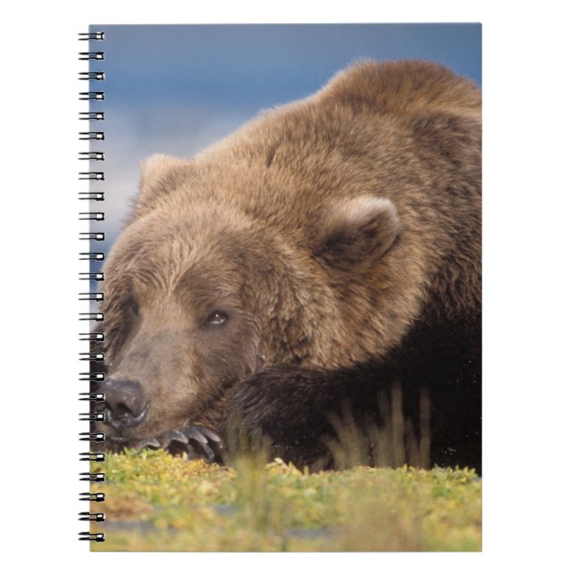 Carnet ours brun, Ursus arctos, grizzly, Ursus 8 (Devant)