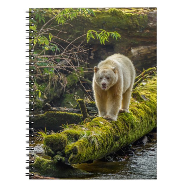 Carnet Ours d'esprit blanc | Colombie-Britannique, Canada (Devant)