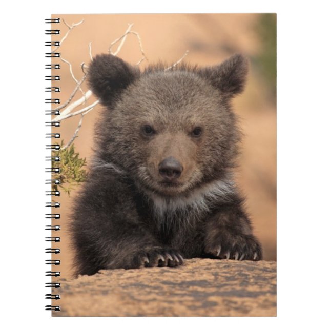 Carnet Ours gris CUB (Devant)