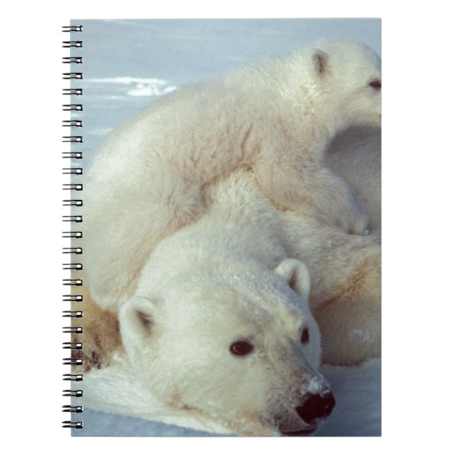 Carnet Ours polaire (Devant)