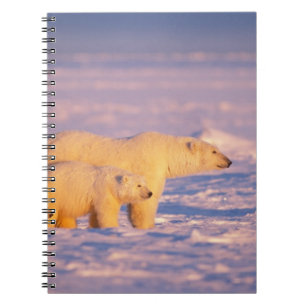 Carnet Ours polaire femelle avec des oursons de printemps