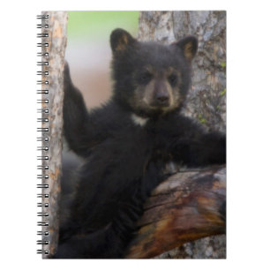 Carnet Oursons noirs ourson reposant