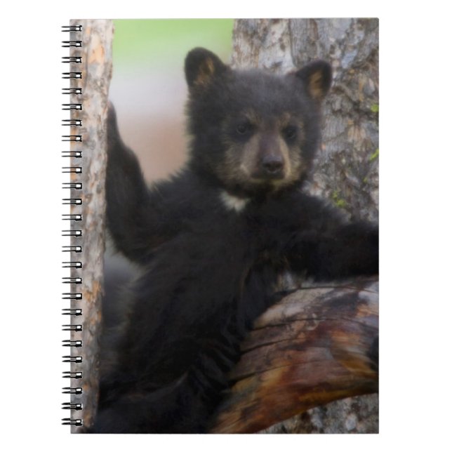 Carnet Oursons noirs ourson reposant (Devant)