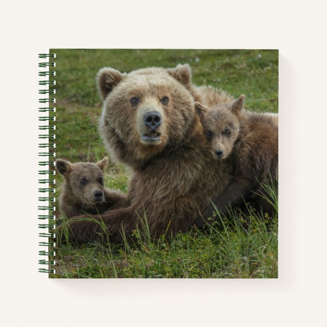 Carnet Oursons ours brun se blottissant contre leur mère (Devant)