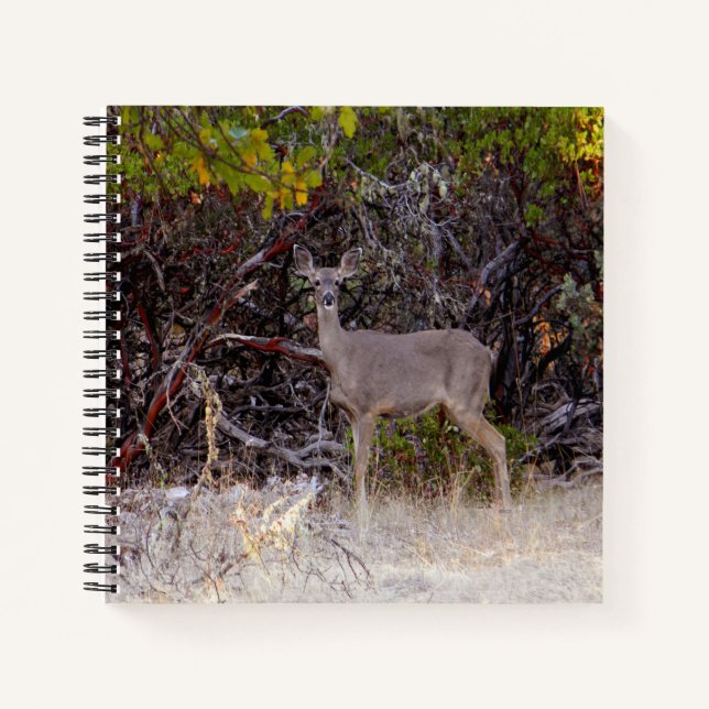 Carnet Pacifiquement... (Devant)