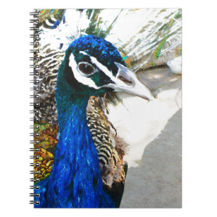Carnet Pacock