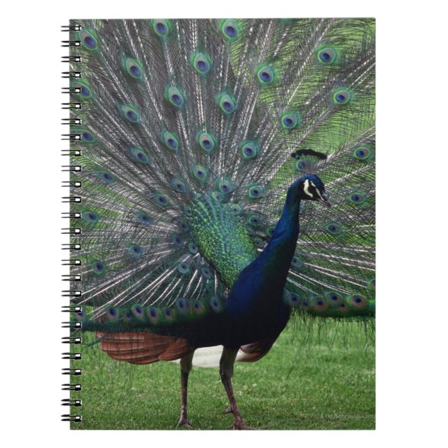 Carnet Pacock (Devant)