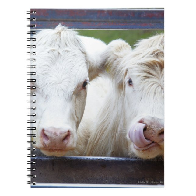 Carnet Paire de jeunes vaches blanches à la remorque d'al (Devant)