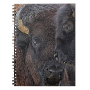 Carnet Paires collées Taureau de bison américain et vac