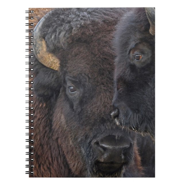 Carnet Paires collées Taureau de bison américain et vache (Devant)