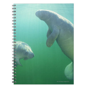 Carnet Paires de lamantins de la Floride nageant