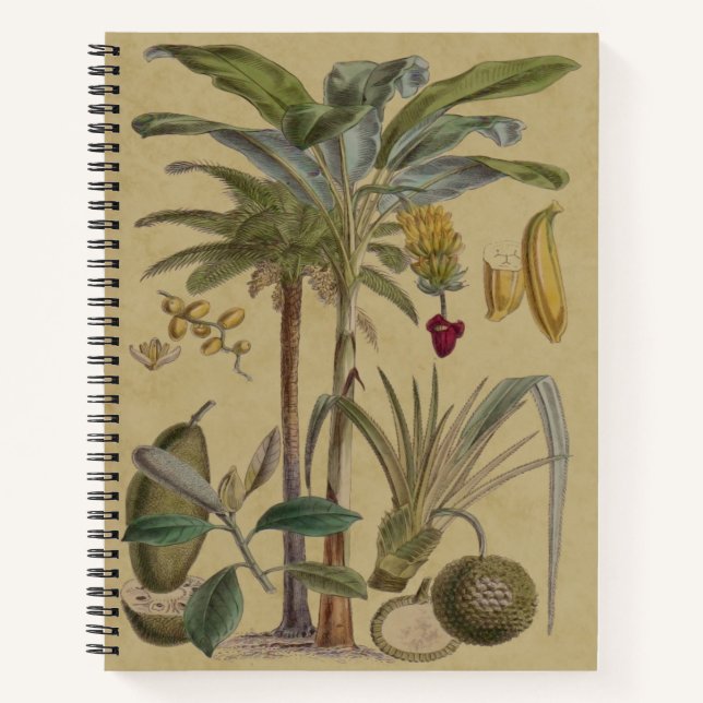 Carnet Palm Antique Fruit Tropical Art Botanique (Devant)