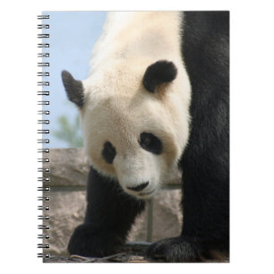 Carnet Panda20170506_by_JAMFoto