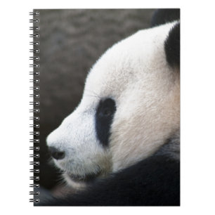 Carnet Panda Bear Hugs