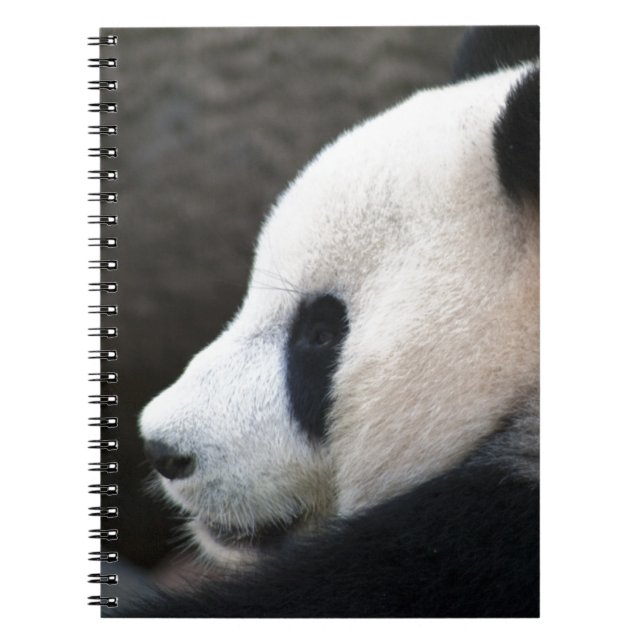 Carnet Panda Bear Hugs (Devant)