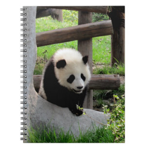 Carnet Panda bébé