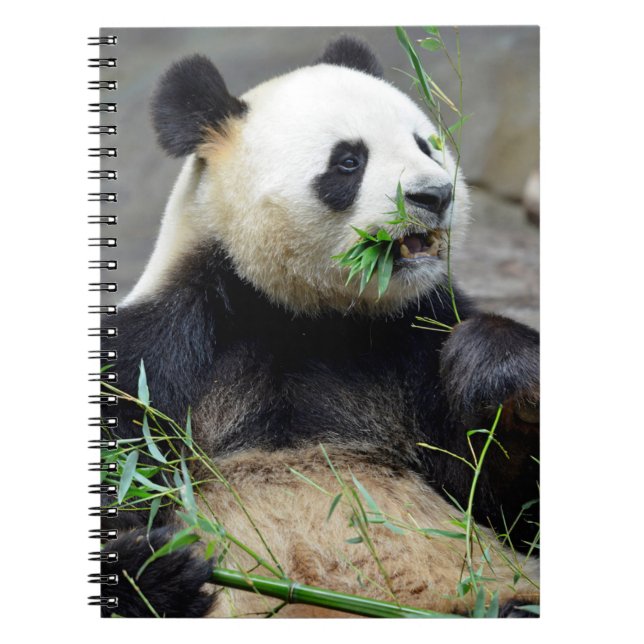Carnet Panda géant mangeant du bambou (Devant)