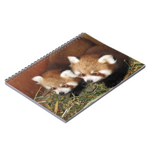 Carnet Panda rouge