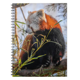 Carnet Panda rouge
