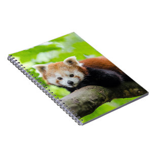 Carnet Panda rouge