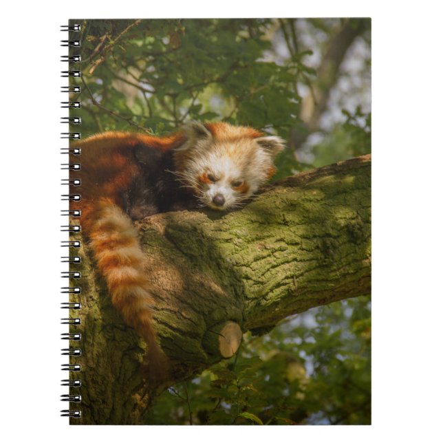 CARNET PANDA ROUGE SUR BRANCHE ARBRE VERT (Devant)