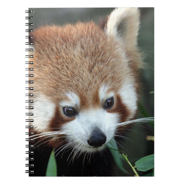 Carnet Panda roux, Taronga Zoo, Sydney, Australie (Devant)