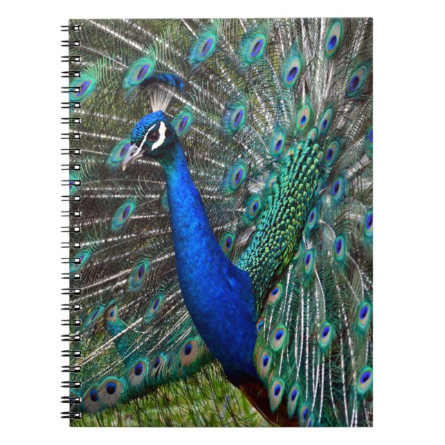Carnet Paon mâle coloré (Devant)