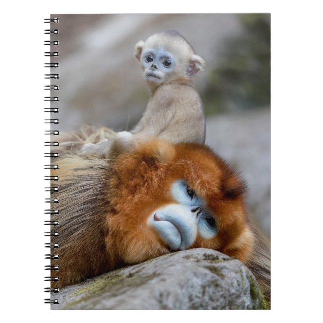Carnet Papa singe à nez doré avec bébé (Devant)