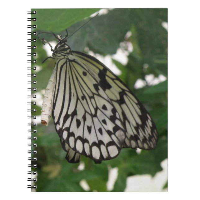 Carnet Papier Tropical Kite Butterfly (Devant)