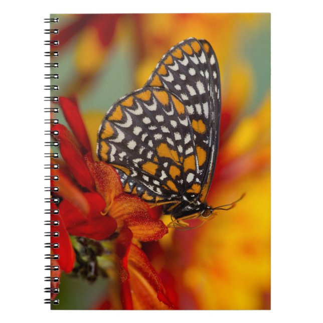 Carnet Papillon à carreaux de Baltimore (Devant)