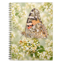 Papillon Belle Dame sur des fleurs blanches