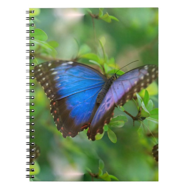 Carnet Papillon bleu (Devant)