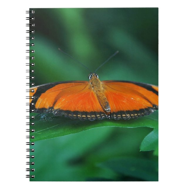 Carnet Papillon brillant orange et noir sur une feuille (Devant)