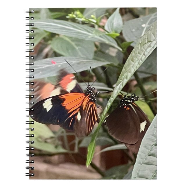 Carnet Papillon coloré (Devant)
