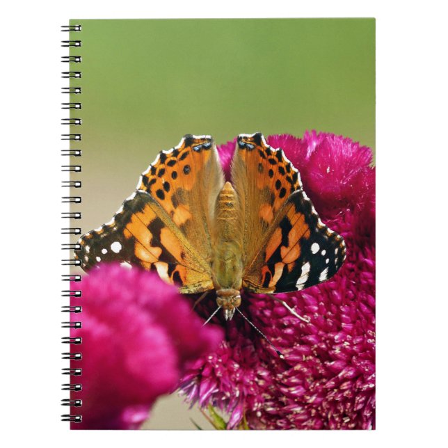 Carnet Papillon de la Dame peinte (Devant)