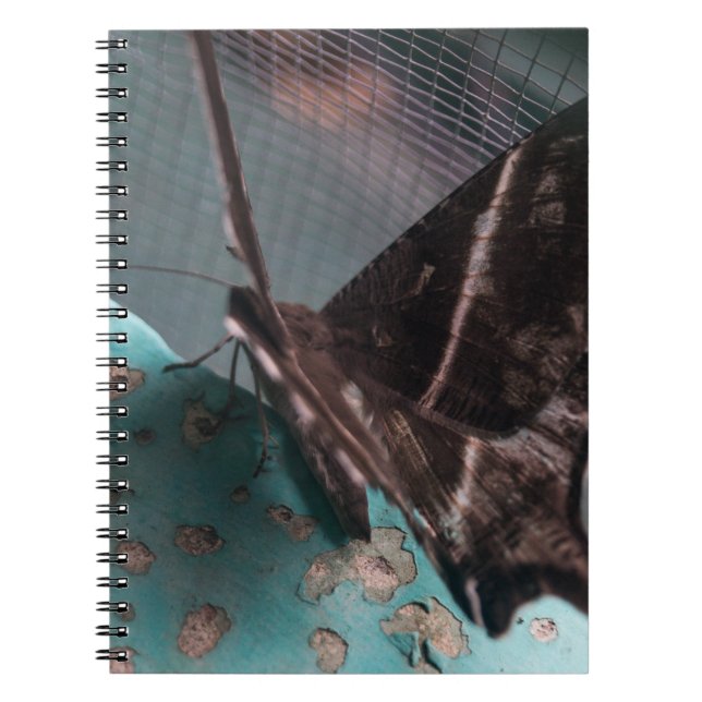 Carnet Papillon de nuit tropical à queue (Devant)