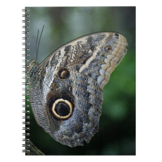 Carnet Papillon Extraordinaire Caligo Eurilochus