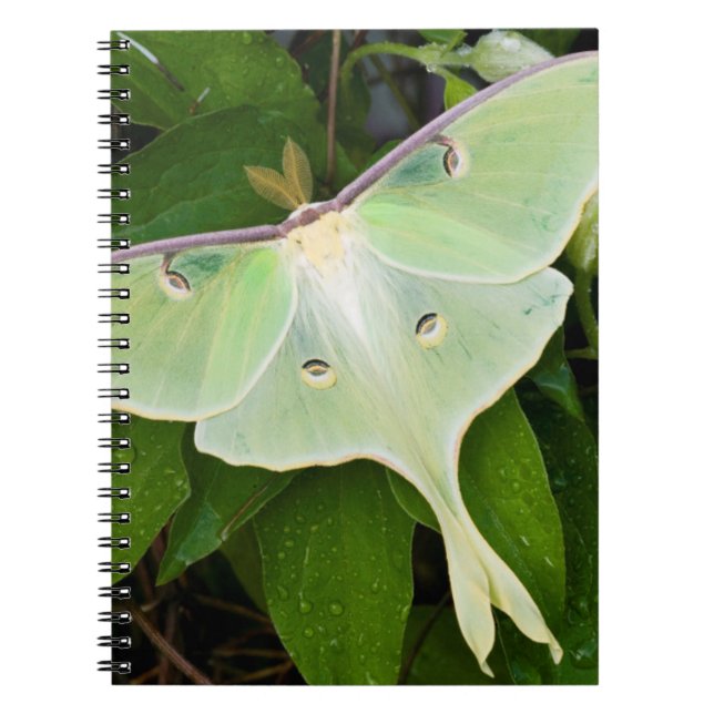 Carnet Papillon Luna sur Clématite de Carnaby (Devant)