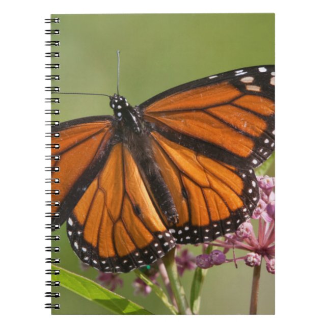 Carnet Papillon monarque mâle sur asclépiade incarnate (Devant)