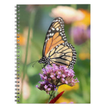 Papillon Monarque sur Verbena Blank