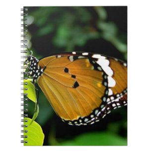Carnet Papillon orange, noir et blanc sur feuille