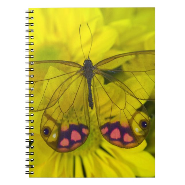 Carnet Papillon sur jaune (Devant)