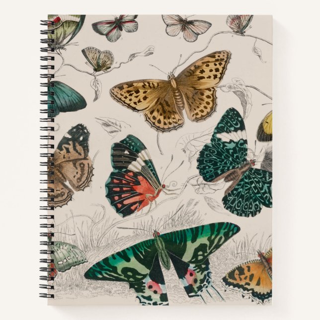 Carnet Papillons Collection Antique Papillons (Devant)