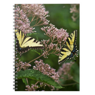 Carnet Papillons de machaon de tigre sur l'mauvaise herbe