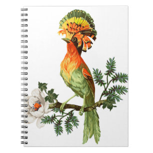 Carnet Paradise Birds : Exotic Floral Arrière - plan