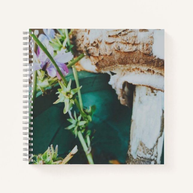 Carnet Parasol mushroom, Swedish Archipelago, Sweden (Devant)