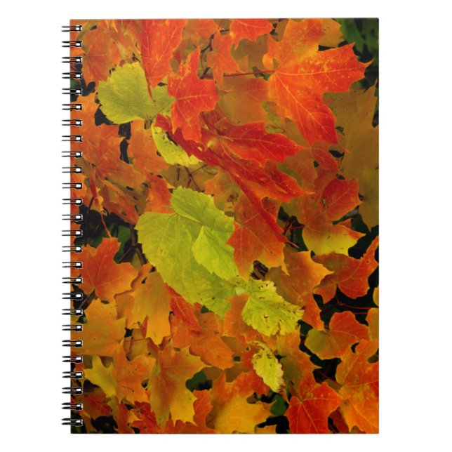 Carnet Parc d'État d'Itasca, couleurs d'automne (Devant)