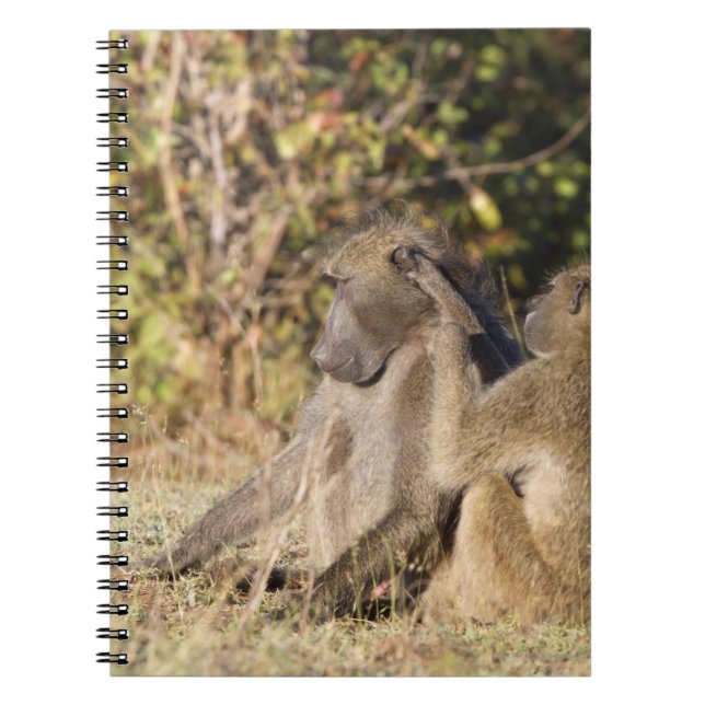 Carnet Parc national de Kruger, Afrique du Sud (Devant)