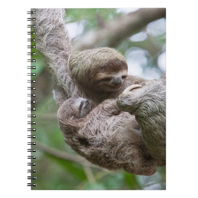 Carnet Paresseux bébé avec sa mère suspendue à un arbre (Devant)