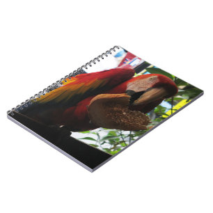 Carnet Parrot Macaw Scarlet Manger Toast